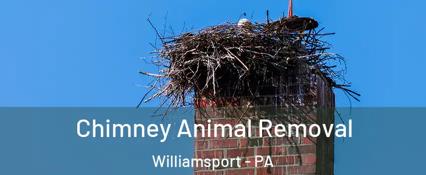  Chimney Animal Removal Williamsport - PA