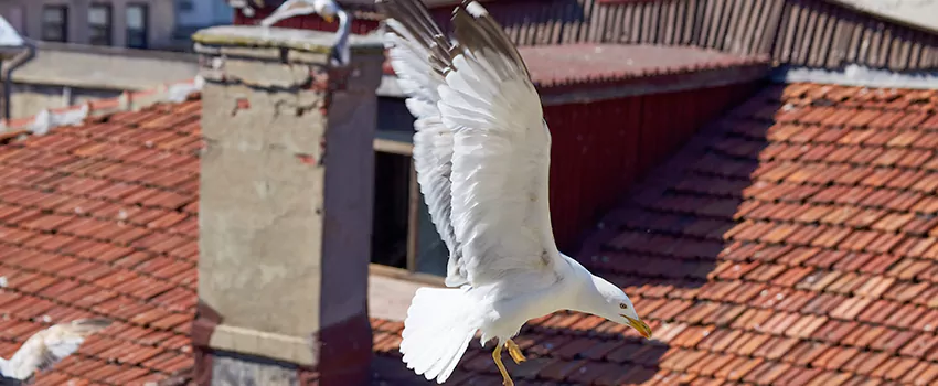 Residential Chimney Animal Removal Solution in Williamsport, PA